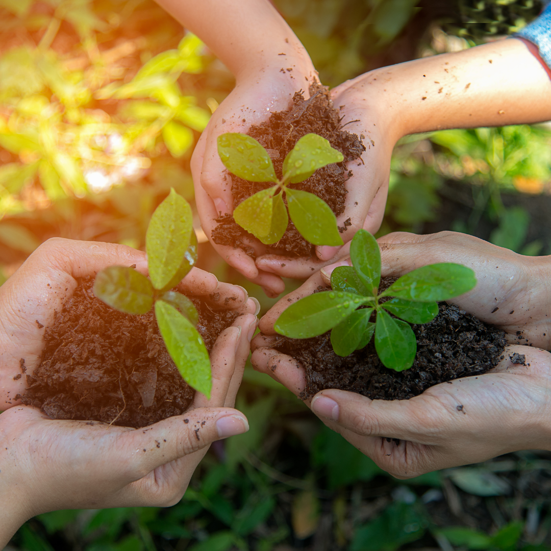 We Plant Trees, Every Month!